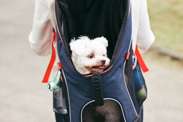 Encuentra una mochila que se adapte a tu gusto y personalidad perro